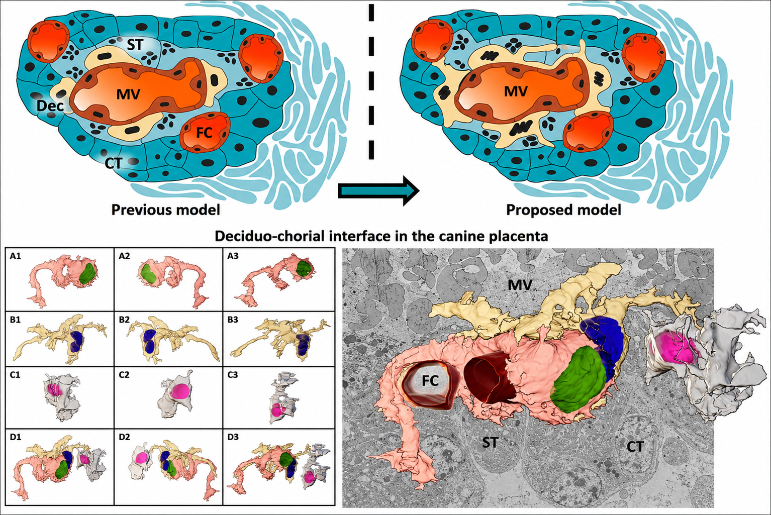 Decidualization and Canine Placentation