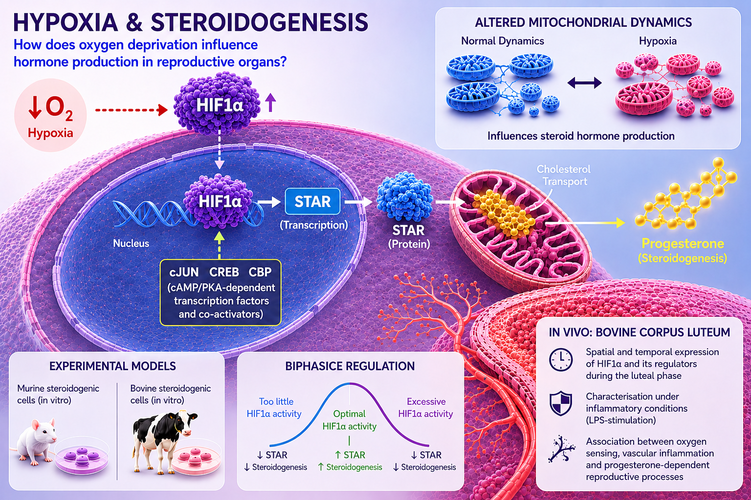 HIF1α and Hypoxia During IVP